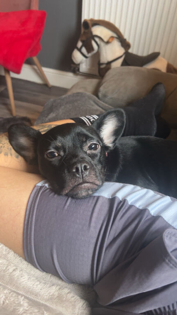 French bulldog cross patterdale