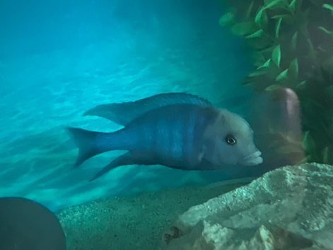 Blue Dolphin Cichlid for sale