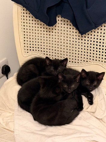 All black kittens