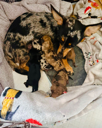 Miniature dachshund x Chihuahua puppies