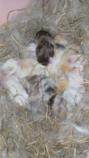 Baby mini lop babies