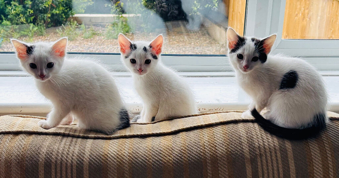 Black and white kittens