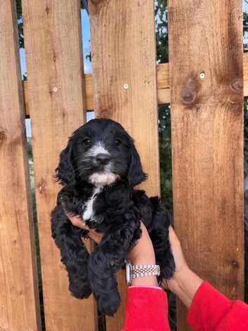 Ready now Cockapoo puppy's