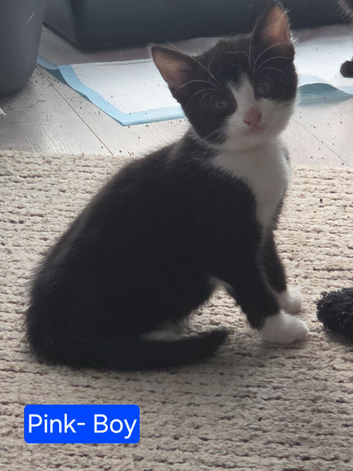 Kittens for sale