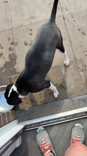 Staffy cross