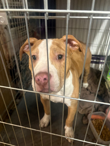 4 MONTH OLD PUPPIE BOY