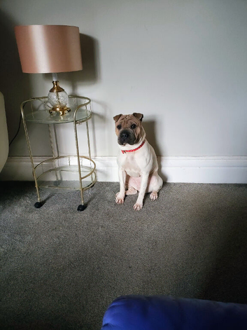1 year old female french bulldog/ sharpei