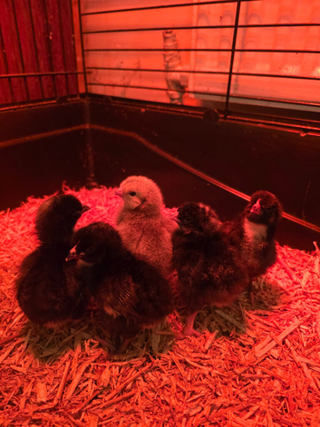 Day old chicks