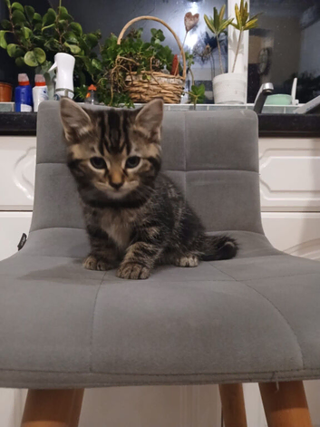 Kittens half Bengal half domestic mum and dad last picture