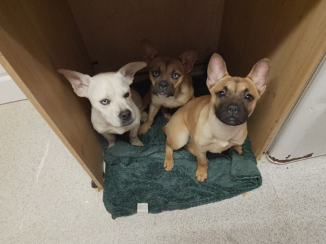 10 month old female husky cross french bulldog