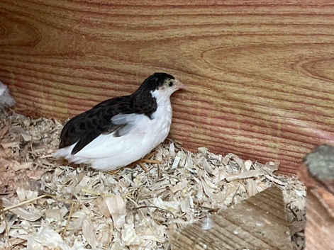 Chinese painted button quail Free to collect