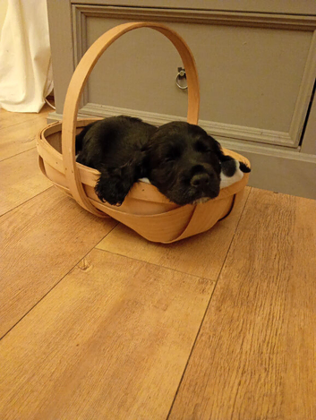 Cocker spaniel 9weeks