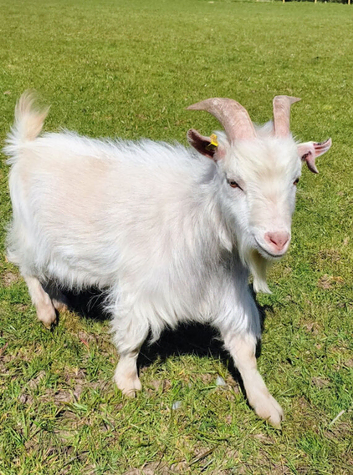 Pygmy billy goat for sale