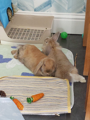 Male lionhead and female lop.
