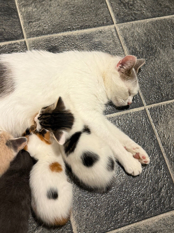 2 kittens 8 weeks old