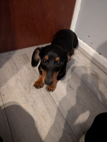 Mini dachshund