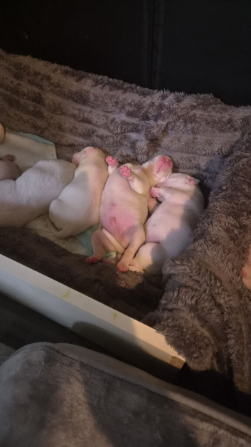 American bulldog puppies for sale