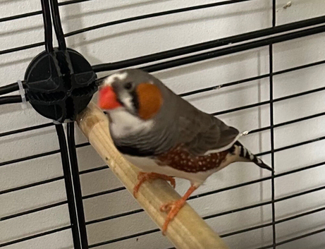 Zebra Finch Male