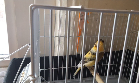 Canaries