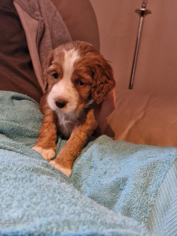 Cocker Spaniel Puppies