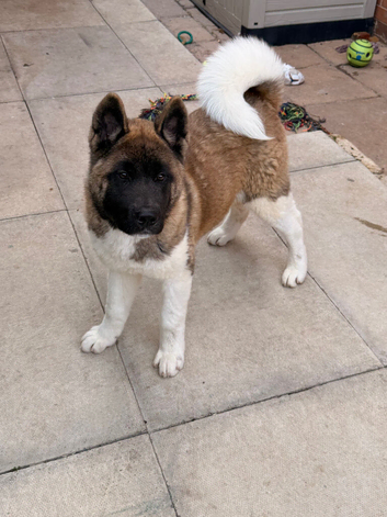 KC American Akita