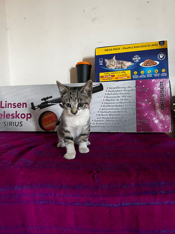Gorgeous female kitten