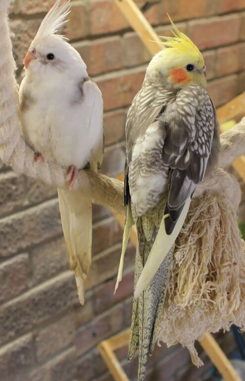 Young Cockatiels