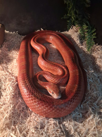 Beautiful corn snake