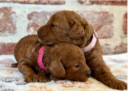 F1b Cavapoos