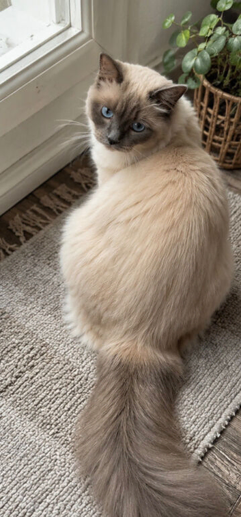 Active Ragdoll Queen 4years old  Looking for a New Home