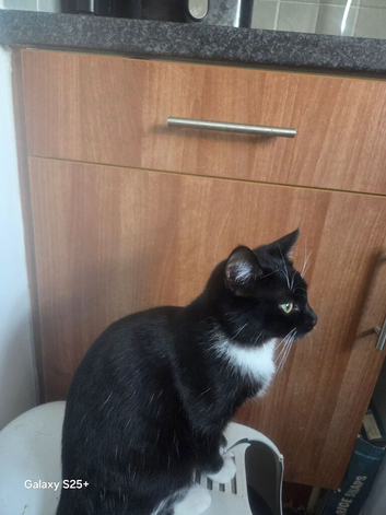 Female kitten
