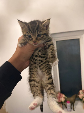 Cute little bengal for sale