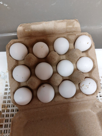 Bobwhite Snowflake hatching eggs