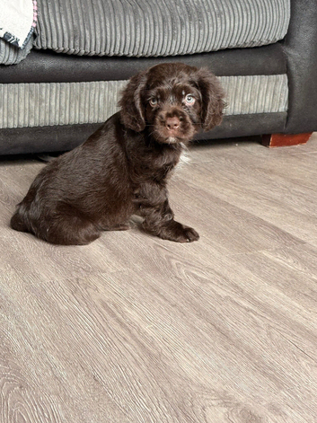 Beautiful cocker puppies