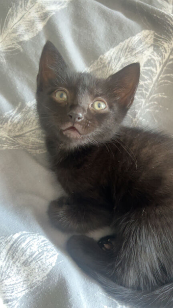 Black little girl