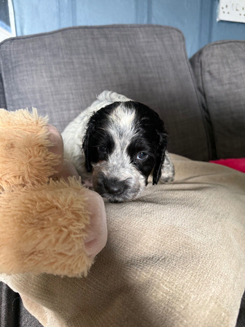 5 weeks old puppies for sale ️