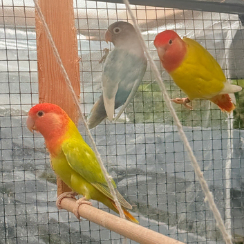 Lovebirds