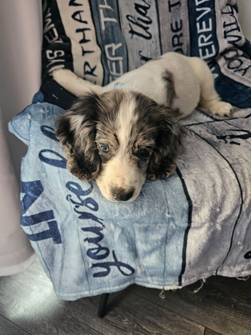 WORKING COCKER SPANIEL BITCH FOR SALE