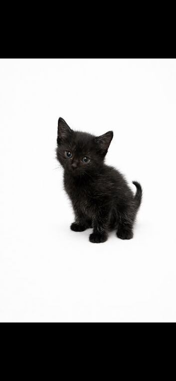 Kittens for sale