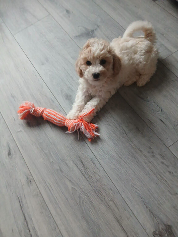 7month old Poochon, Microchipped , Jab