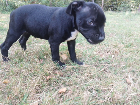 KC blue Staffordshire Bull Terrier Puppies