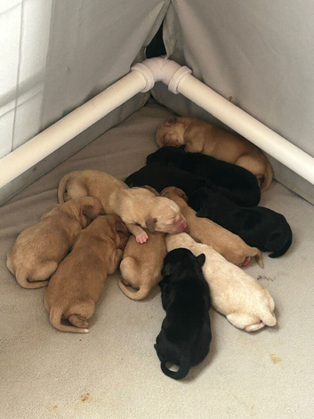 Springador puppies