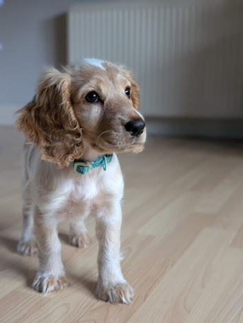 5 Month old Female Cocker Spaniel called Willow