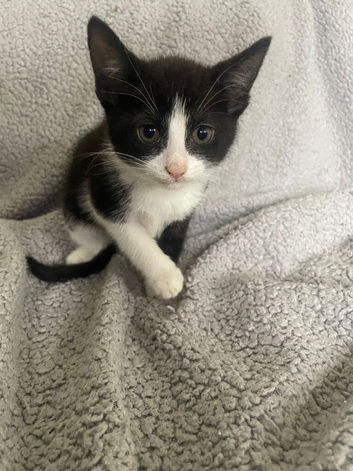 Beautiful kitten