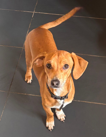 Forever home for max