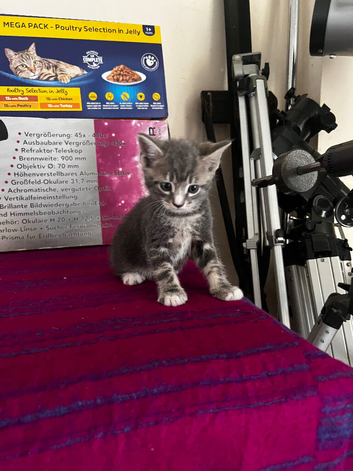 Grey boy