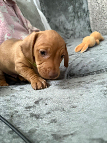 8 week old re brindle male