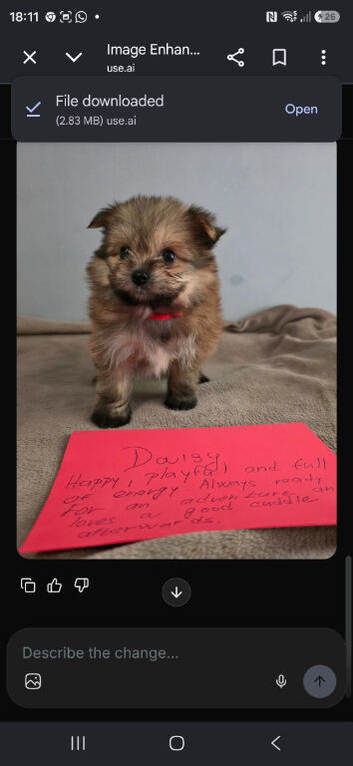 Pomeranian/yorkshire terrier