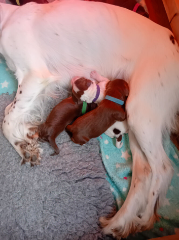 5 Sprocker puppies