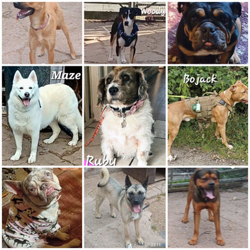 Rescue dogs searching for their furever homes